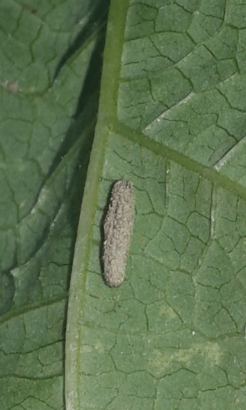 Larva con astuccio da ID 1